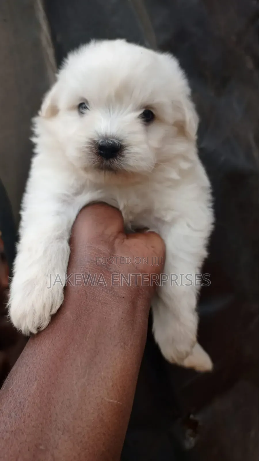 1-3 months Male Purebred Havanese