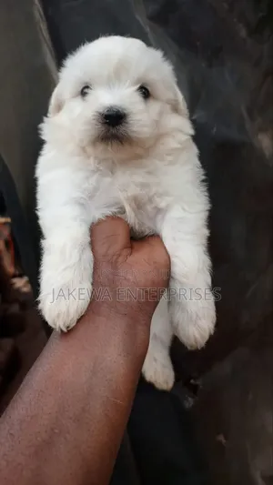 1-3 months Male Purebred Havanese
