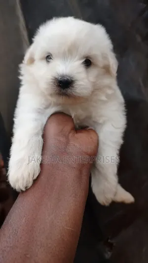 1-3 months Male Purebred Havanese
