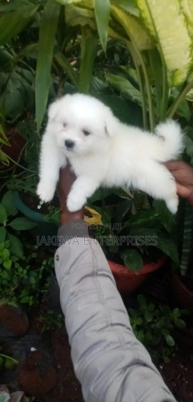 1-3 months Female Purebred Havanese - main view
