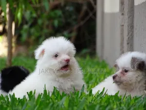 1-3 months Male Purebred Havanese