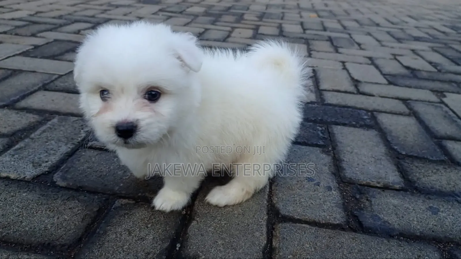 1-3 months Male Purebred Havanese
