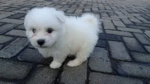 1-3 months Male Purebred Havanese