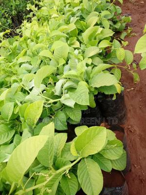 Giant Sweet Passion - thumbnail 2