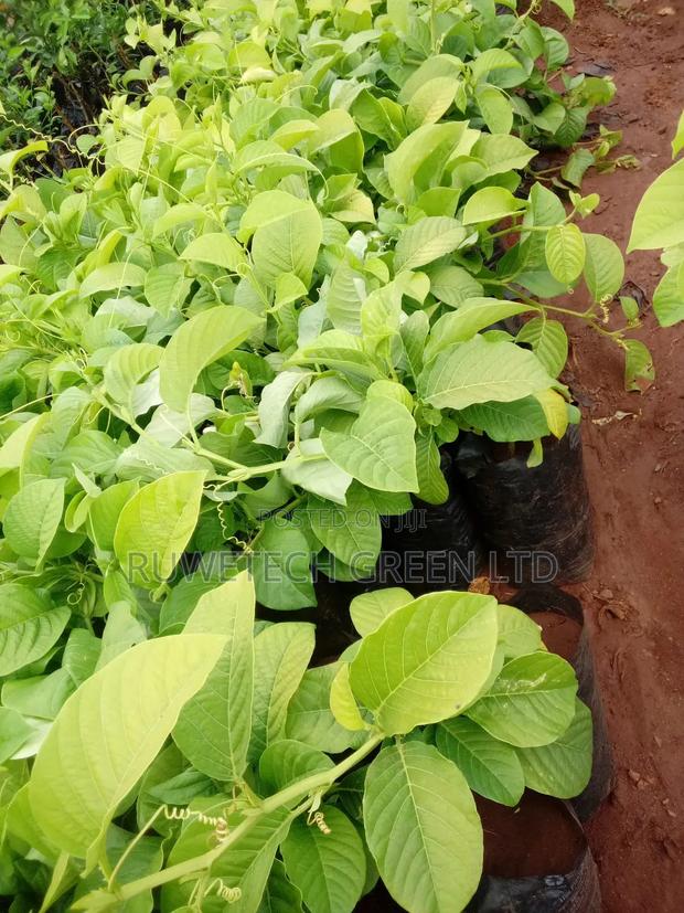 Giant Sweet Passion - main view