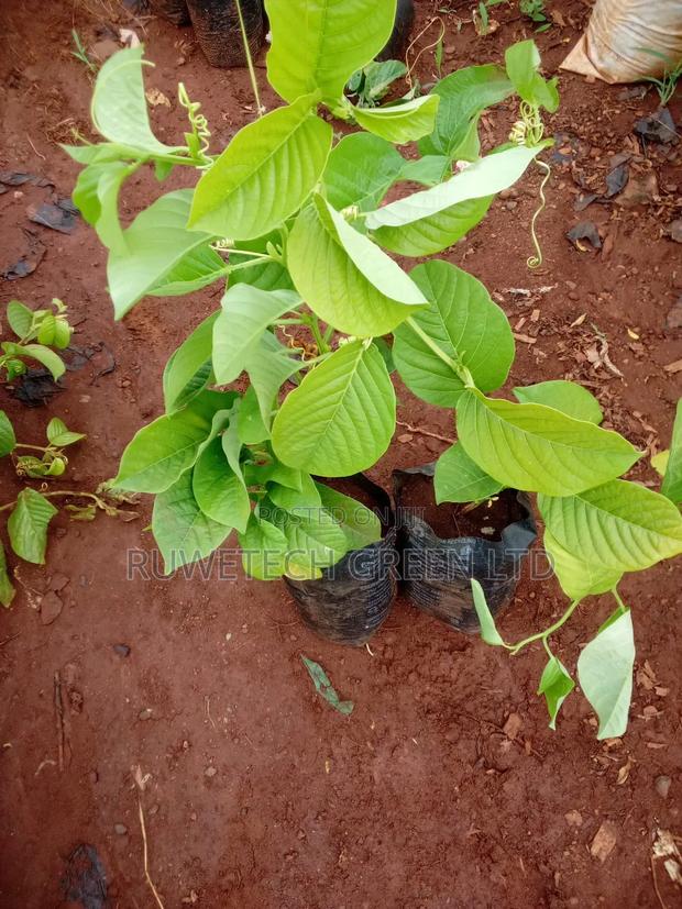 Giant Sweet Passion - thumbnail 3