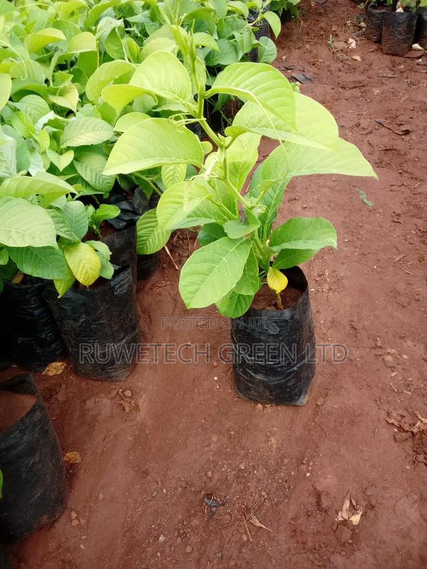 Giant Sweet Passion - thumbnail 4