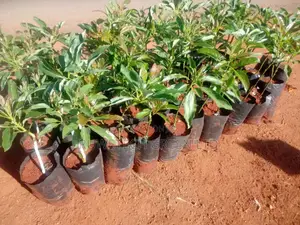 Grafted Giant Hass Avocado