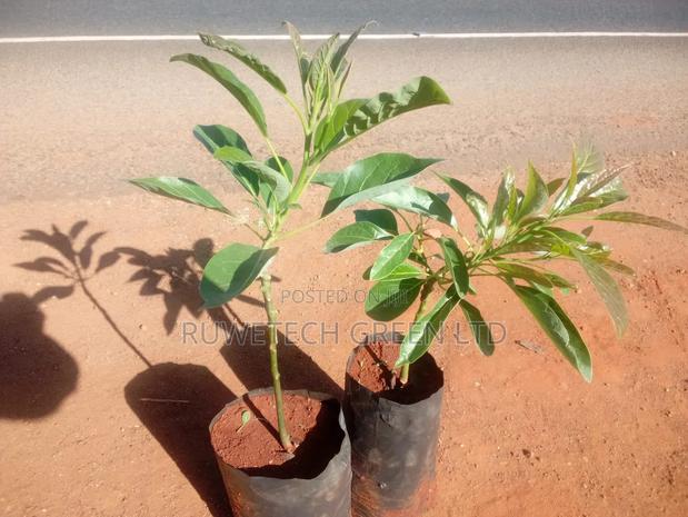 Grafted Giant Hass Avocado - thumbnail 3