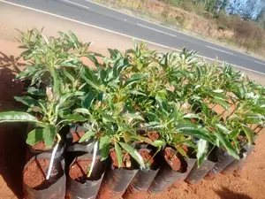 Grafted Giant Hass Avocado