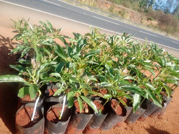 Grafted Giant Hass Avocado - thumbnail 4