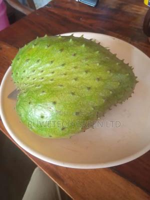 Soursop Plant - thumbnail 2