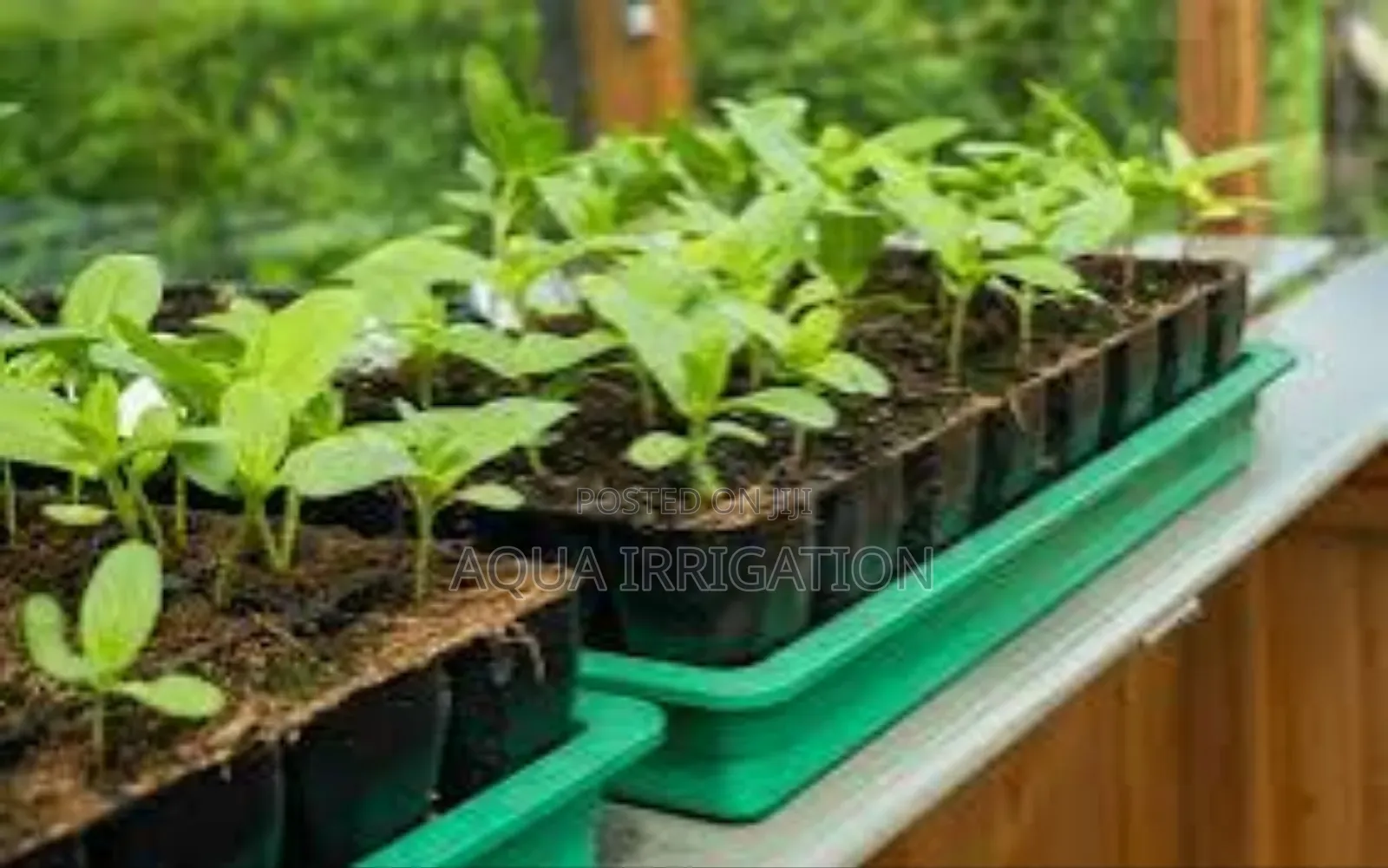 Essential Seed Trays for Flowers