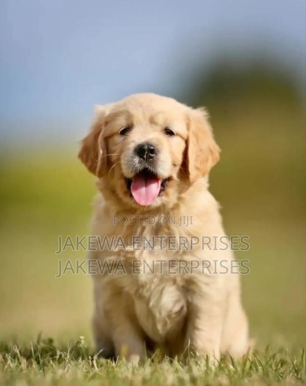 1-3 months Male Purebred Golden Retriever