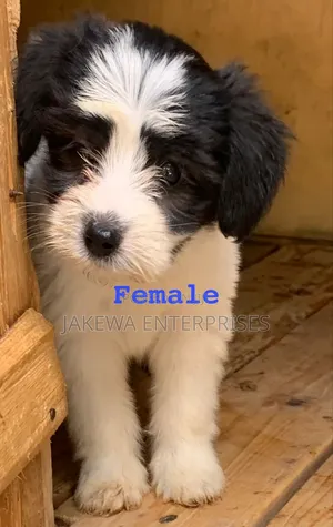 1-3 months Female Purebred Havanese