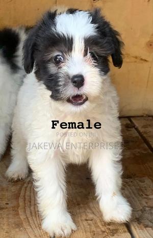 1-3 months Female Purebred Havanese - thumbnail 2