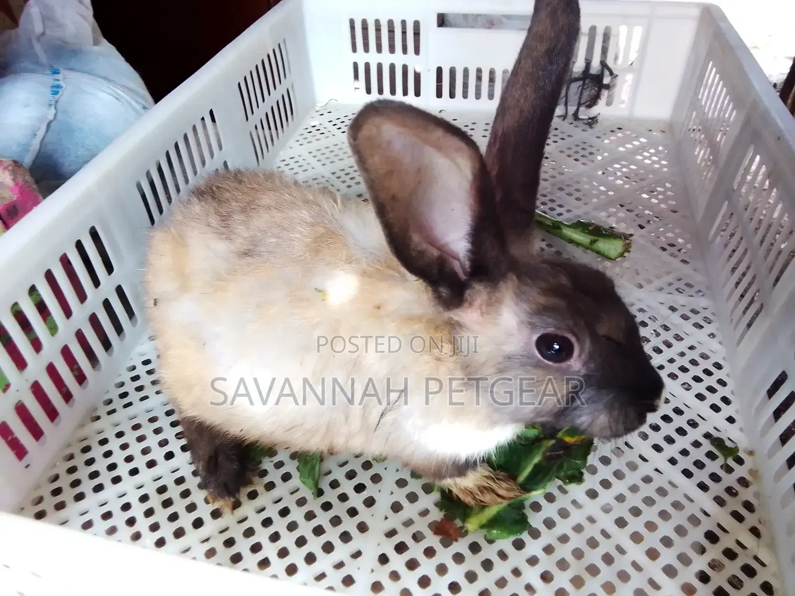 Golden Rabbits and Other Breeds -Pets or Breeding - Females
