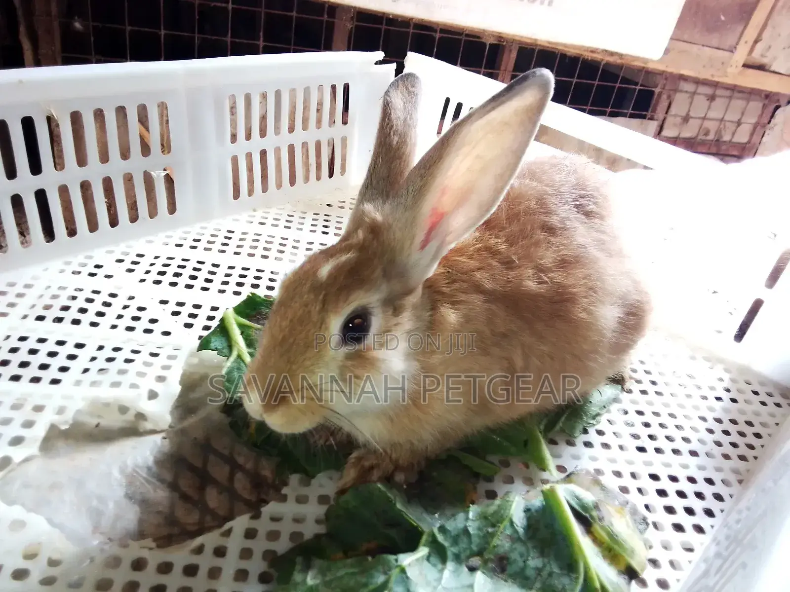 Golden Rabbits and Other Breeds -Pets or Breeding - Females