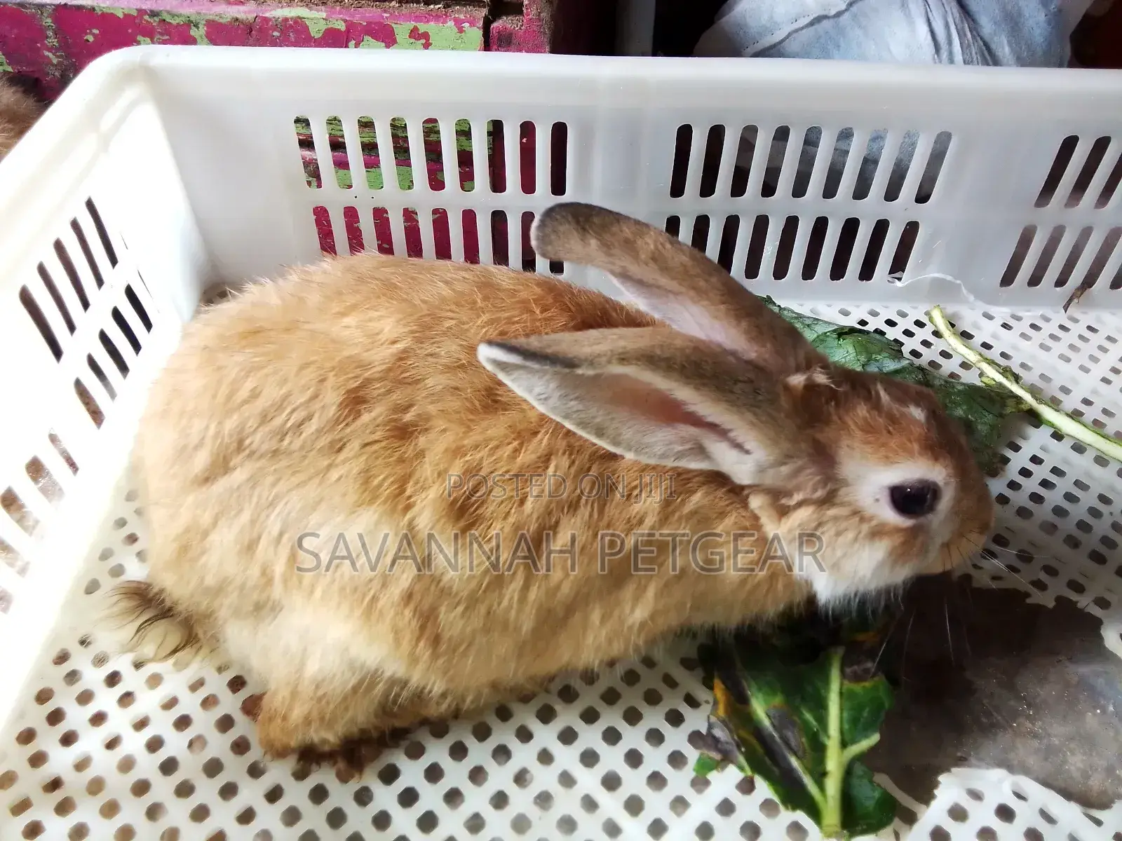 Golden Rabbits and Other Breeds -Pets or Breeding - Females