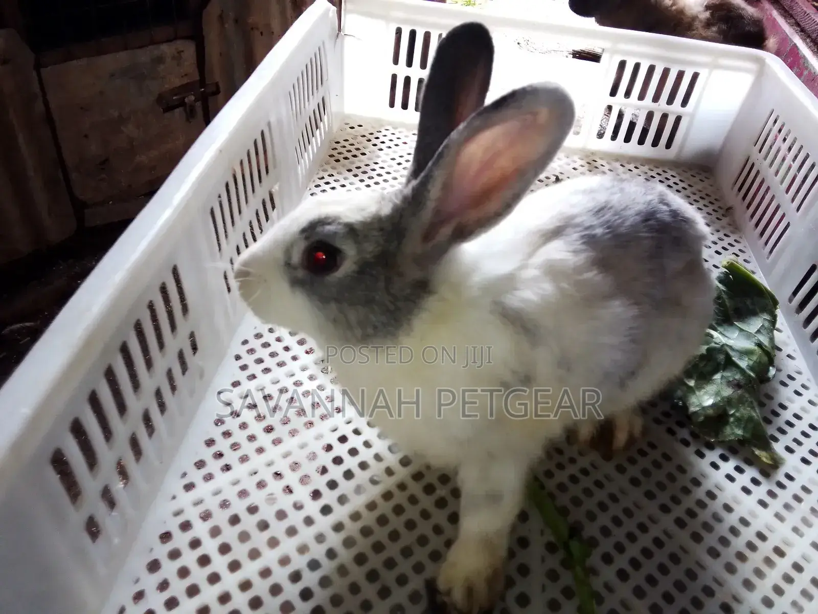 Golden Rabbits and Other Breeds -Pets or Breeding - Females