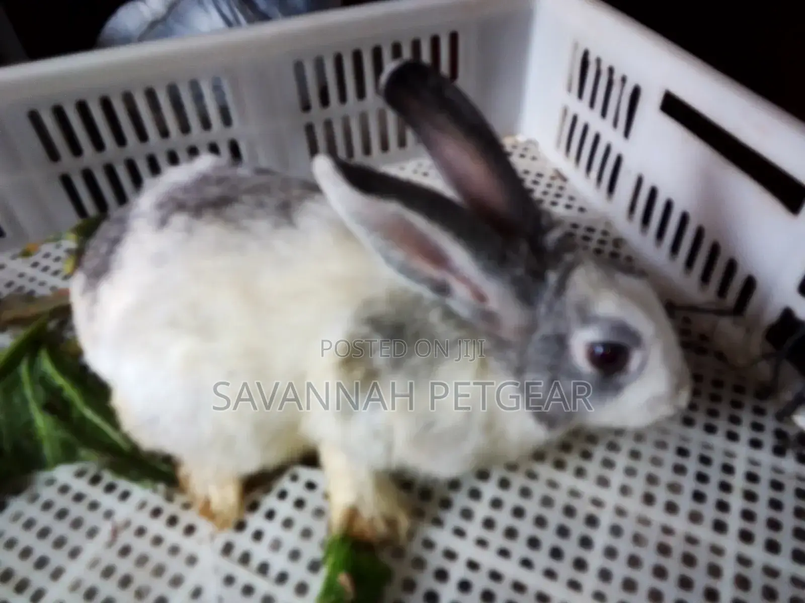 Golden Rabbits and Other Breeds -Pets or Breeding - Females