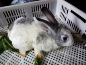 Golden Rabbits and Other Breeds -Pets or Breeding - Females