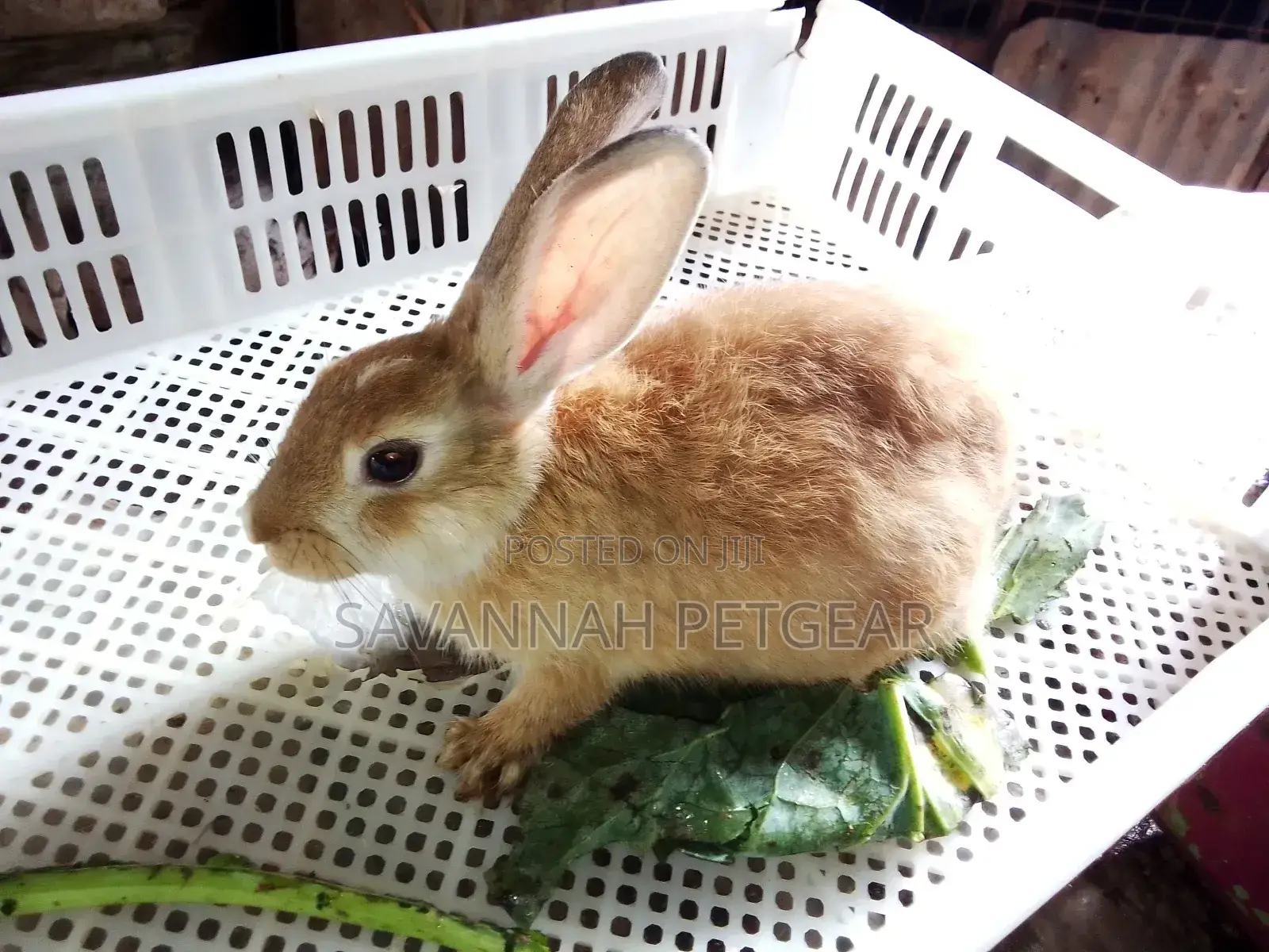 Golden Rabbits and Other Breeds -Pets or Breeding - Females