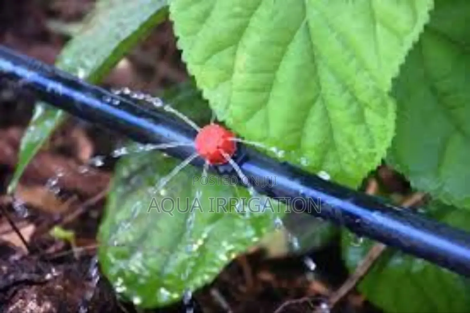 Easy-Install Button Drippers for Perfect Irrigation