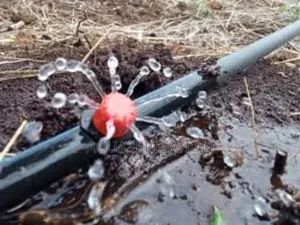Button Drippers: Ideal for Watering Every Plant