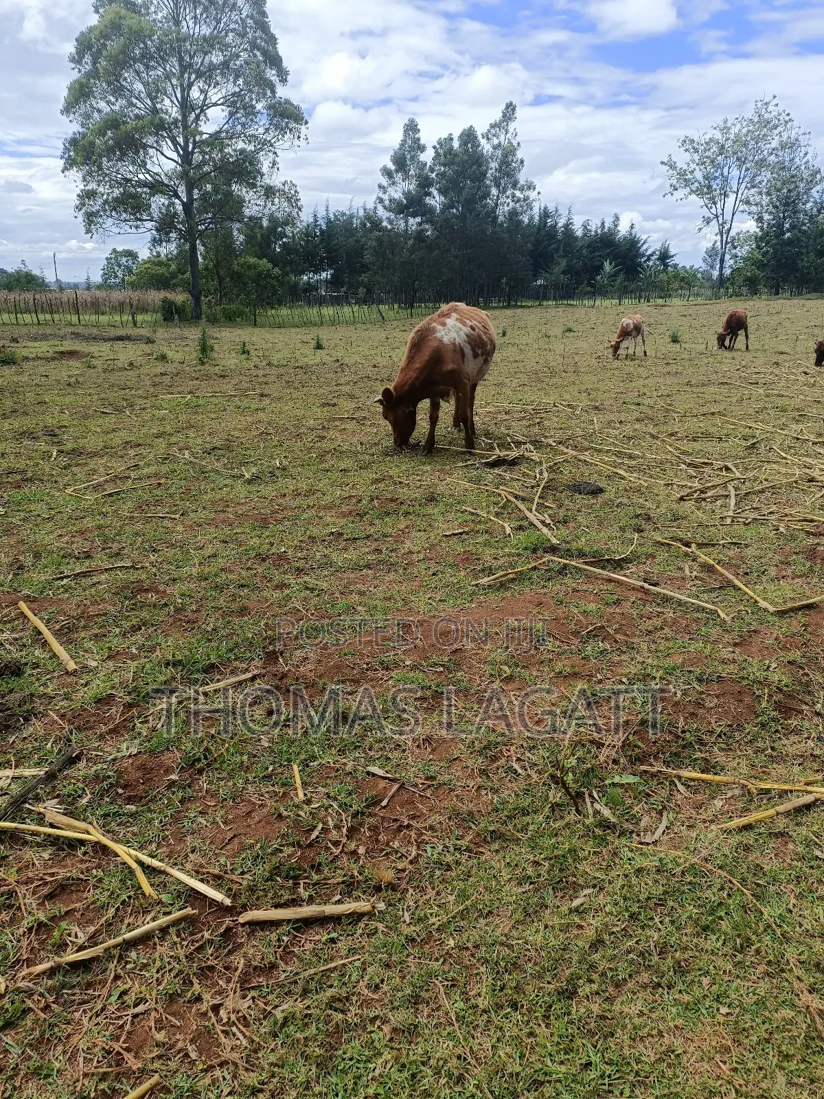 Eldoret 1⁄2 Acre Piece of Land on Sale at Eldoret OUTSPAN