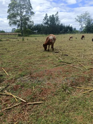 Eldoret 1⁄2 Acre Piece of Land on Sale at Eldoret OUTSPAN