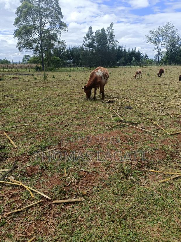 Eldoret 1⁄2 Acre Piece of Land on Sale at Eldoret OUTSPAN