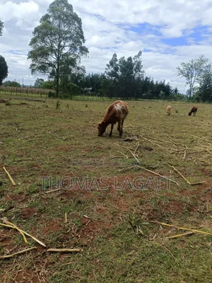 Eldoret 1⁄2 Acre Piece of Land on Sale at Eldoret OUTSPAN