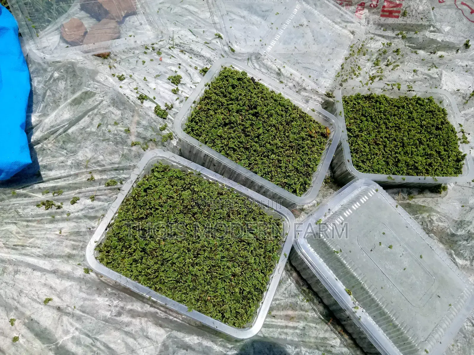 Azzola Starter Pack Seedlings With Free PDF Guide
