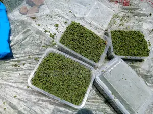 Azzola Starter Pack Seedlings With Free PDF Guide
