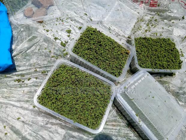 Azzola Starter Pack Seedlings With Free PDF Guide - thumbnail 5