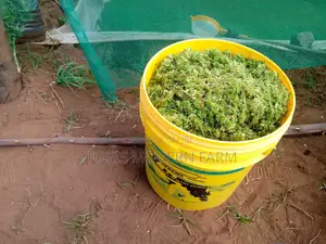 Azzola Seeds+ a Free Guide at Kes 500