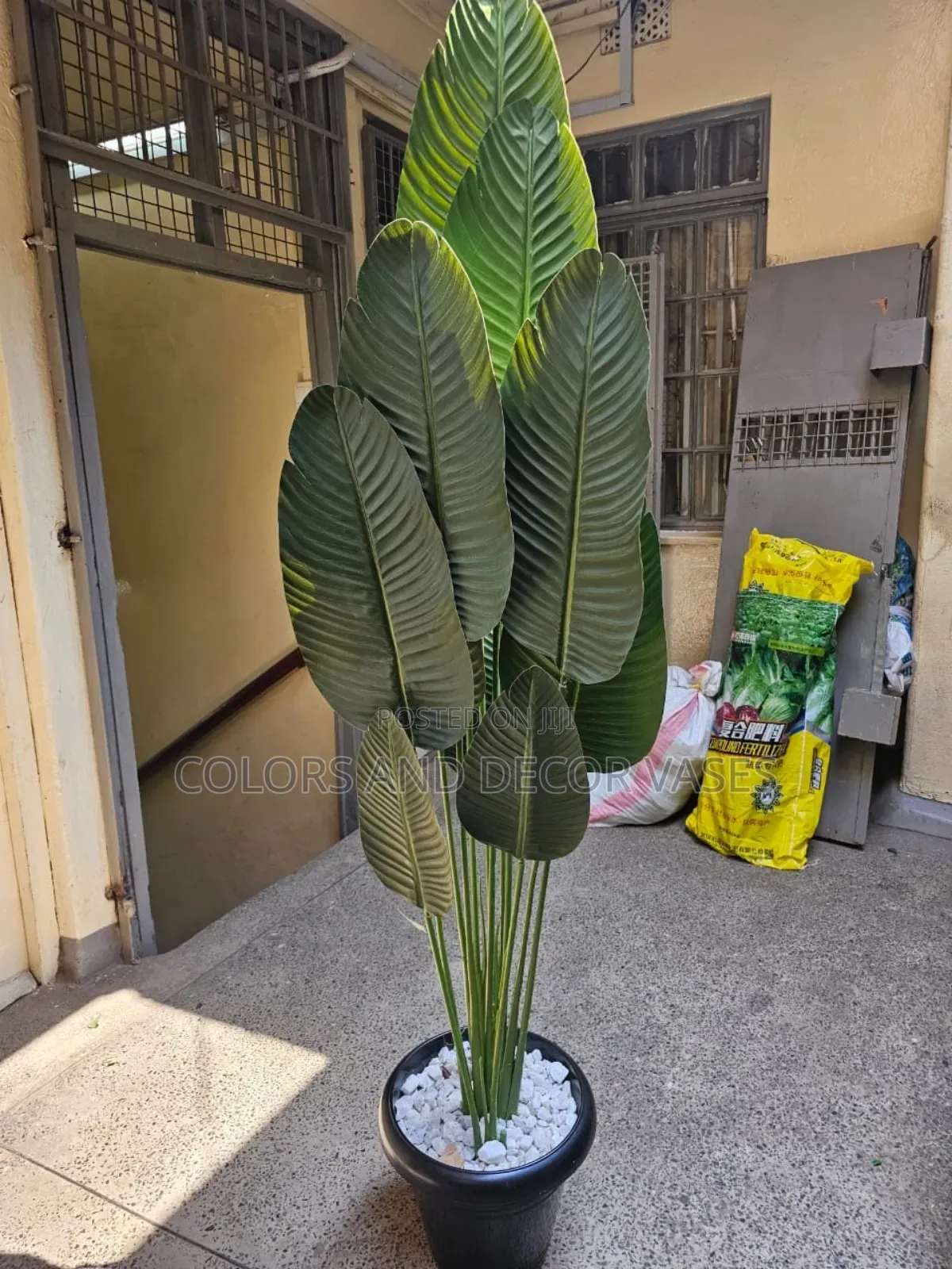 Big Banana Plant With Vase and Pebble Stones