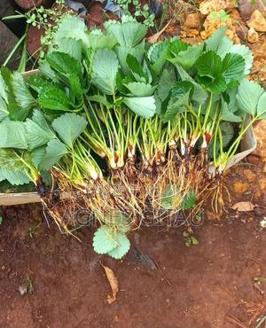 Strawberry Splits Available (Chandler Variety) - main view