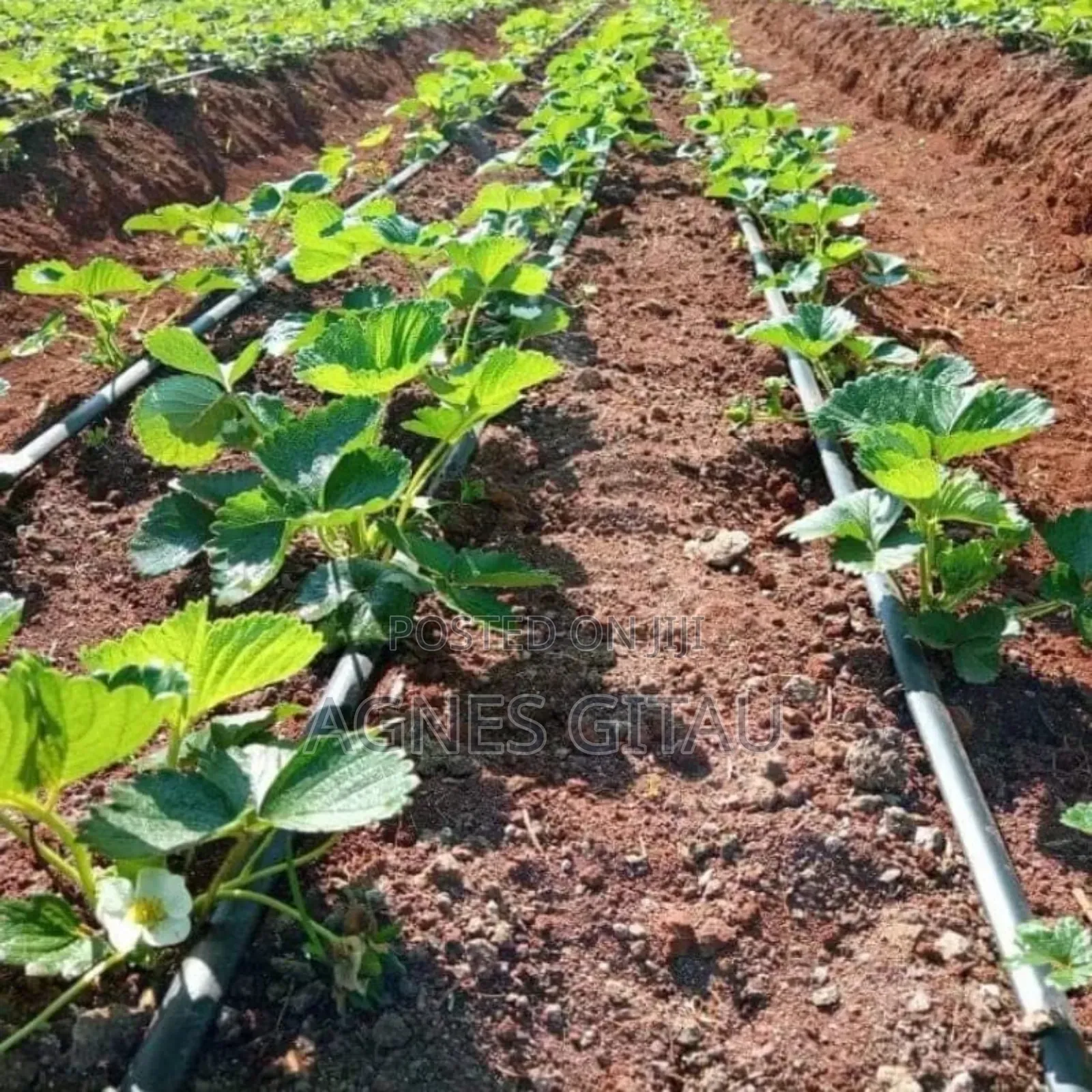 Strawberry Splits Available (Chandler Variety)