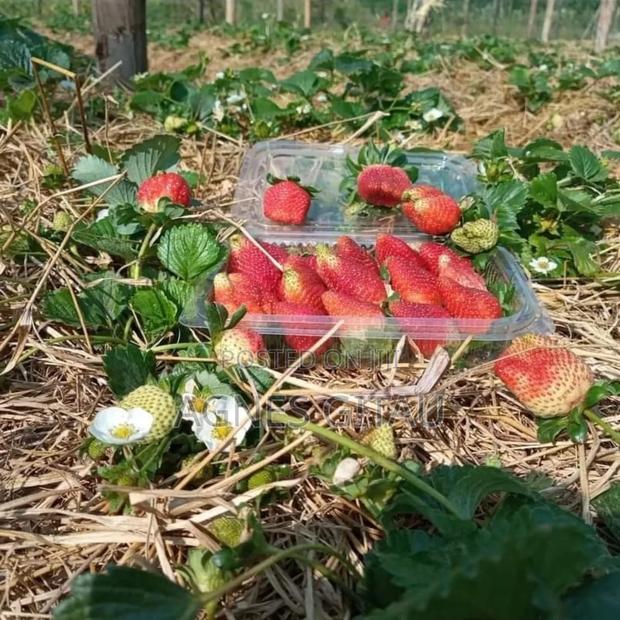 Strawberry Splits Available (Chandler Variety) - thumbnail 4