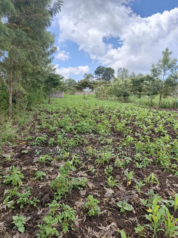 1/8 Olkeri Matasia - thumbnail 2