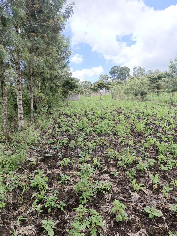 1/8 Olkeri Matasia - thumbnail 4