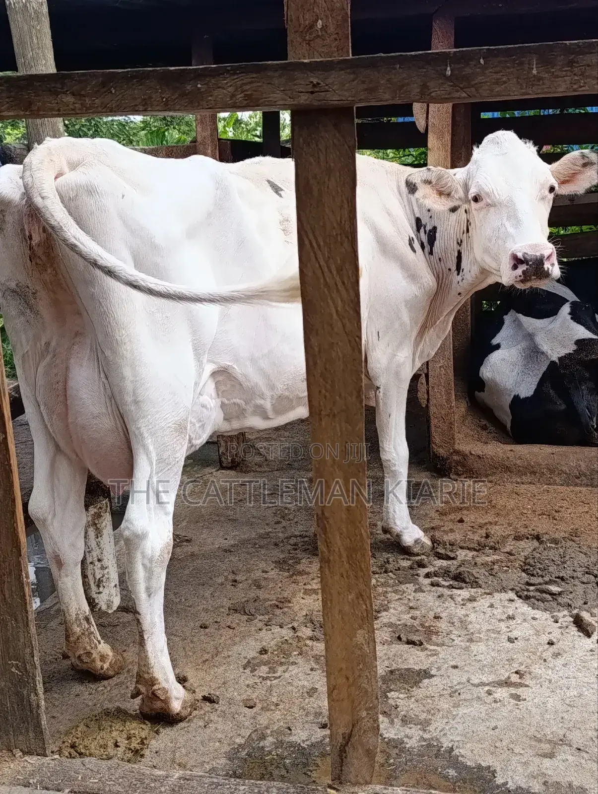 Pure Holstein for Sale