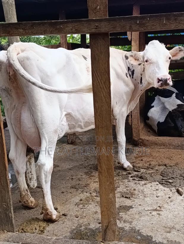 Pure Holstein for Sale - main view