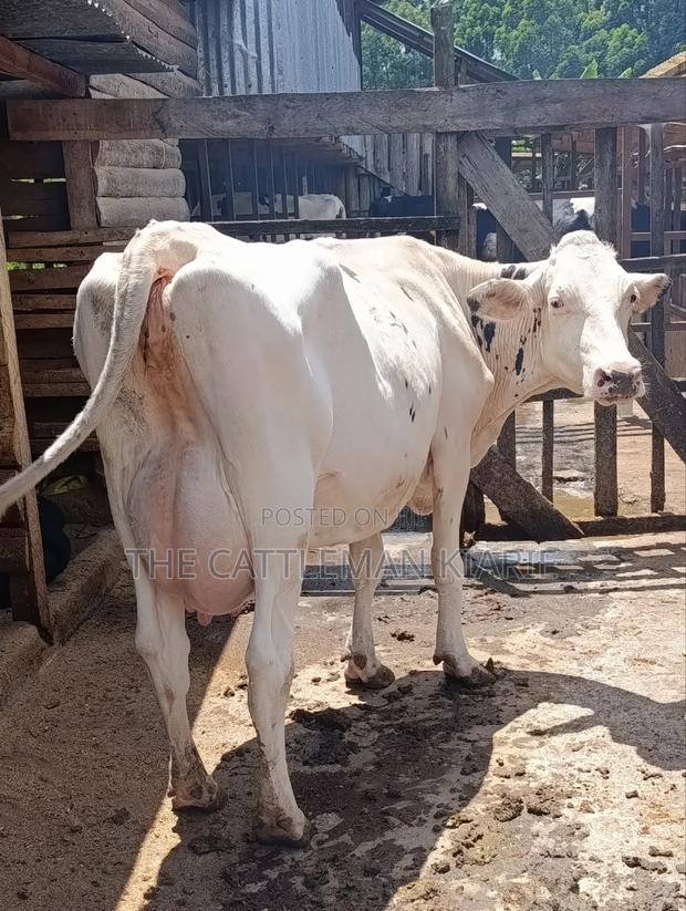 Pure Holstein for Sale - thumbnail 3