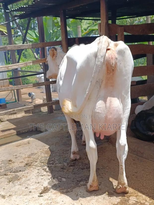 Pure Holstein for Sale - thumbnail 4