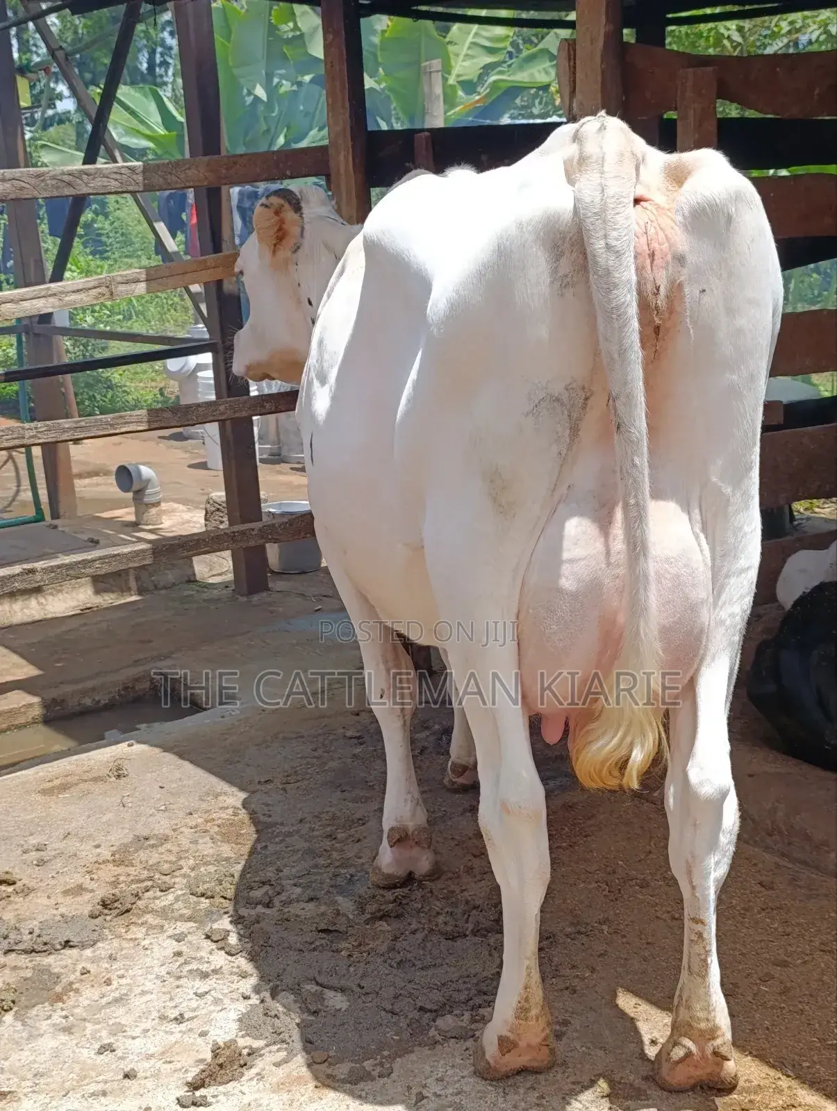 Pure Holstein for Sale