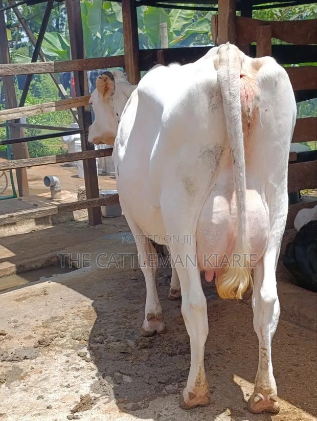 Pure Holstein for Sale - thumbnail 5