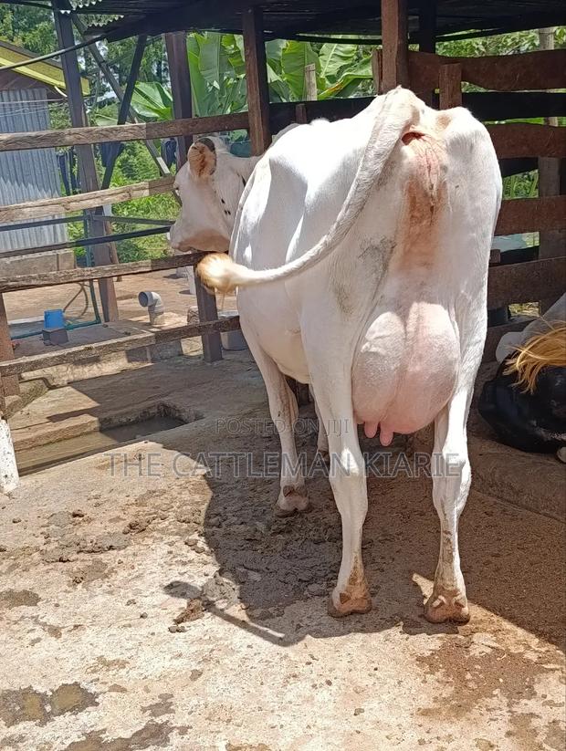 Pure Holstein for Sale - thumbnail 6